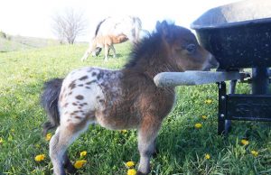 Itty Bitty Hope, smallest foal in the world, miniature horse, Barnstead, New Hampshire, dwarfism, Linda Wood, YouTube channel, viral, celebrity, feisty, resilient, power of hope