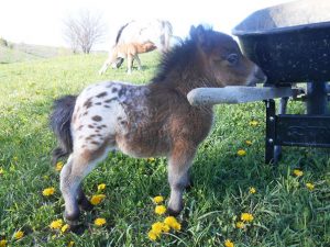 Itty Bitty Hope, smallest foal in the world, miniature horse, Barnstead, New Hampshire, dwarfism, Linda Wood, YouTube channel, viral, celebrity, feisty, resilient, power of hope