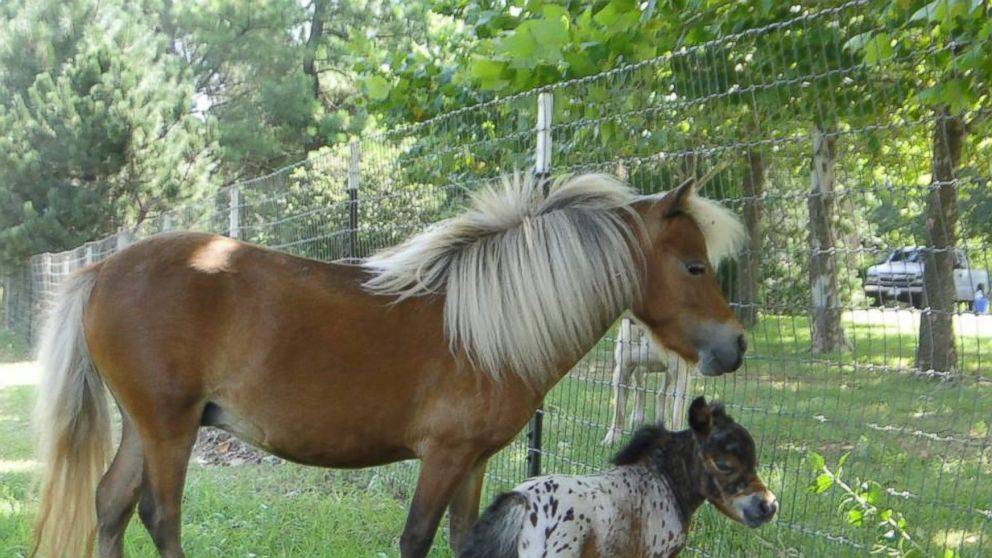 Itty Bitty Hope, smallest foal in the world, miniature horse, Barnstead, New Hampshire, dwarfism, Linda Wood, YouTube channel, viral, celebrity, feisty, resilient, power of hope