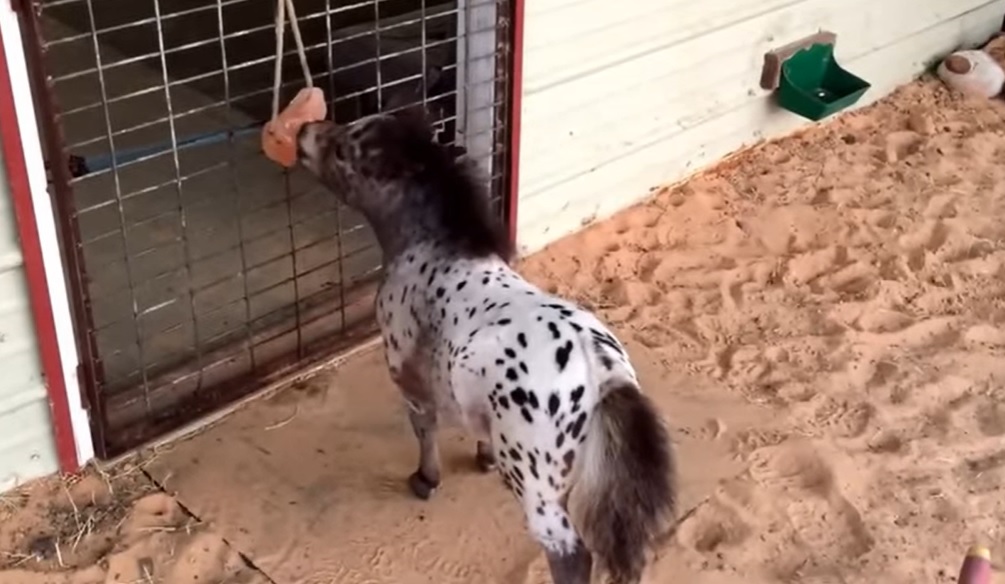 Itty Bitty Hope, smallest foal in the world, miniature horse, Barnstead, New Hampshire, dwarfism, Linda Wood, YouTube channel, viral, celebrity, feisty, resilient, power of hope