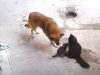 dog and cats, best friends, pets, animals, companionship, love, friendship, loyalty, trust