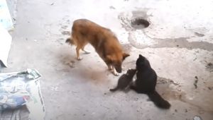 dog and cats, best friends, pets, animals, companionship, love, friendship, loyalty, trust