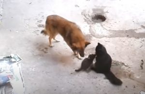 dog and cats, best friends, pets, animals, companionship, love, friendship, loyalty, trust