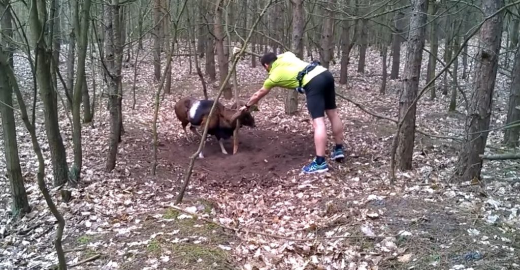 Mouflon Ram, jogger, wild animals get trapped, people saving wild animals, wild sheep get trapped, best forest for jogging, jogging in forest, danger of jogging in forest, danjer of camping in forest, most dangerous animals in forest, stuffs you should take to your camping