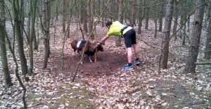 Mouflon Ram, jogger, wild animals get trapped, people saving wild animals, wild sheep get trapped, best forest for jogging, jogging in forest, danger of jogging in forest, danjer of camping in forest, most dangerous animals in forest, stuffs you should take to your camping