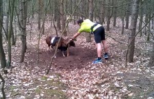 Mouflon Ram, jogger, wild animals get trapped, people saving wild animals, wild sheep get trapped, best forest for jogging, jogging in forest, danger of jogging in forest, danjer of camping in forest, most dangerous animals in forest, stuffs you should take to your camping
