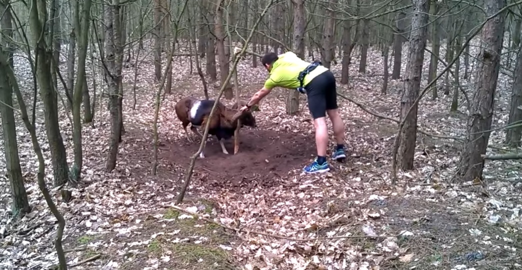 Mouflon Ram, jogger, wild animals get trapped, people saving wild animals, wild sheep get trapped, best forest for jogging, jogging in forest, danger of jogging in forest, danjer of camping in forest, most dangerous animals in forest, stuffs you should take to your camping