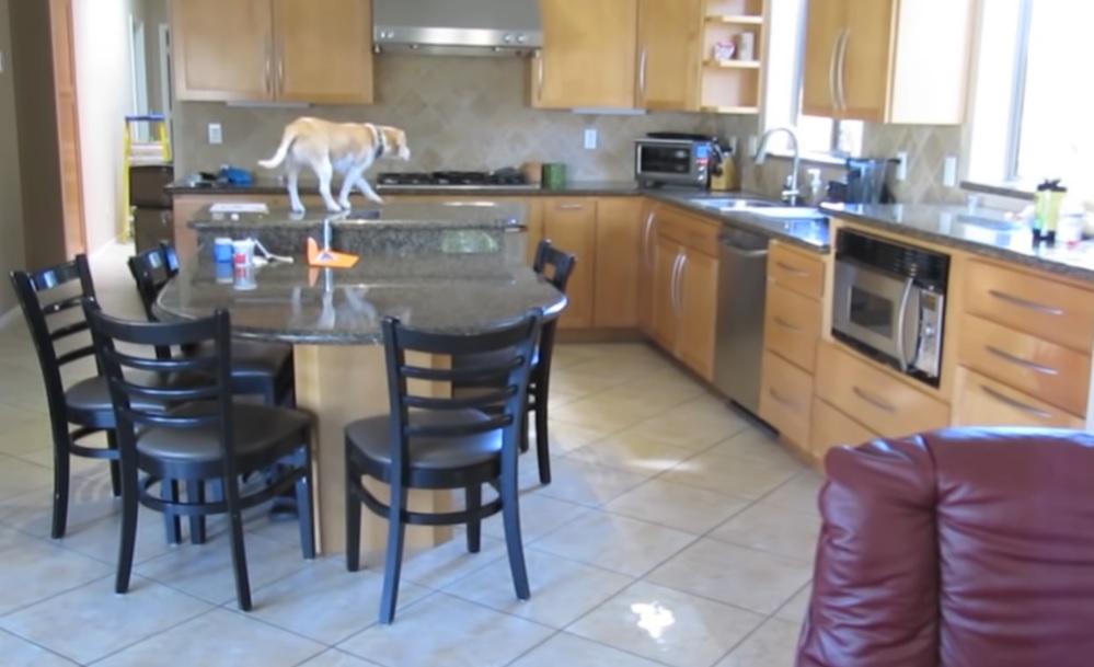 Beagles always hungry, chicken nuggets, home camera, Beagles eat so much, Beagles chew everything, kitchen cameras, Beagle food habits, Lucy the Beagle, funny Beagle antics, Beagle's love for food