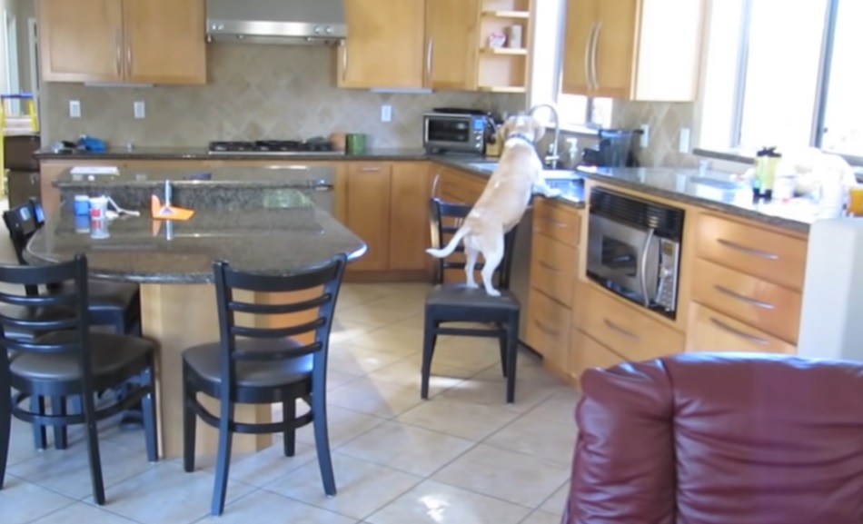 Beagles always hungry, chicken nuggets, home camera, Beagles eat so much, Beagles chew everything, kitchen cameras, Beagle food habits, Lucy the Beagle, funny Beagle antics, Beagle's love for food