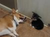 dogs, hilarious, meeting, introduction, socialization, tips, breeds, behavior, funny, corgi, puppy,