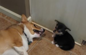 dogs, hilarious, meeting, introduction, socialization, tips, breeds, behavior, funny, corgi, puppy,