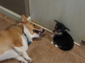 dogs, hilarious, meeting, introduction, socialization, tips, breeds, behavior, funny, corgi, puppy,