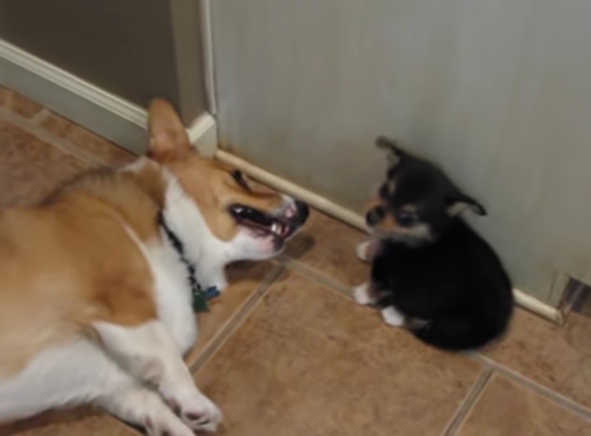dogs, hilarious, meeting, introduction, socialization, tips, breeds, behavior, funny, corgi, puppy,