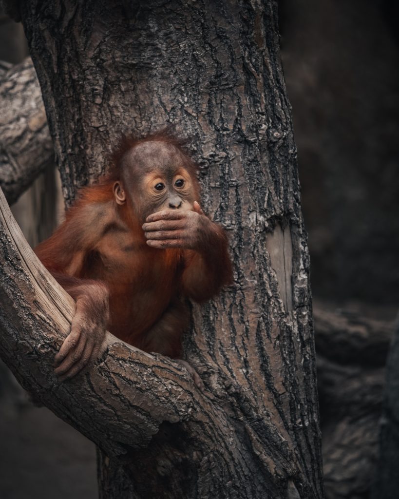 baby orangutan, Barcelona Zoo, magic trick, orangutan reaction, priceless reaction, mystery cup, zoo day, animal surprise, magic cup trick, unforgettable moment