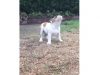English Bulldog puppy, Puppy's first rain, Magical dog encounters, Puppy joy and curiosity, Puppy rain dance, 13-week-old Bulldog, Exploring new experiences with pets, Puppy outdoor adventure, Rain reaction in dogs, Animal fascination and exploration