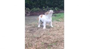 English Bulldog puppy, Puppy's first rain, Magical dog encounters, Puppy joy and curiosity, Puppy rain dance, 13-week-old Bulldog, Exploring new experiences with pets, Puppy outdoor adventure, Rain reaction in dogs, Animal fascination and exploration