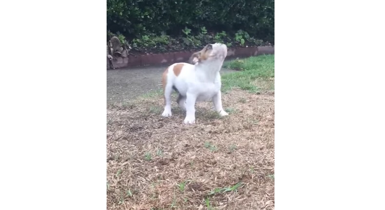 English Bulldog puppy, Puppy's first rain, Magical dog encounters, Puppy joy and curiosity, Puppy rain dance, 13-week-old Bulldog, Exploring new experiences with pets, Puppy outdoor adventure, Rain reaction in dogs, Animal fascination and exploration