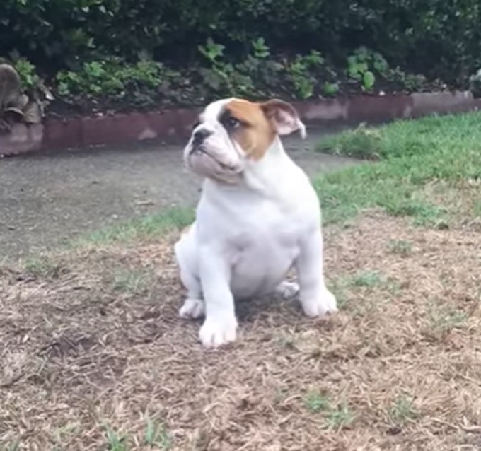 English Bulldog puppy, Puppy's first rain, Magical dog encounters, Puppy joy and curiosity, Puppy rain dance, 13-week-old Bulldog, Exploring new experiences with pets, Puppy outdoor adventure, Rain reaction in dogs, Animal fascination and exploration