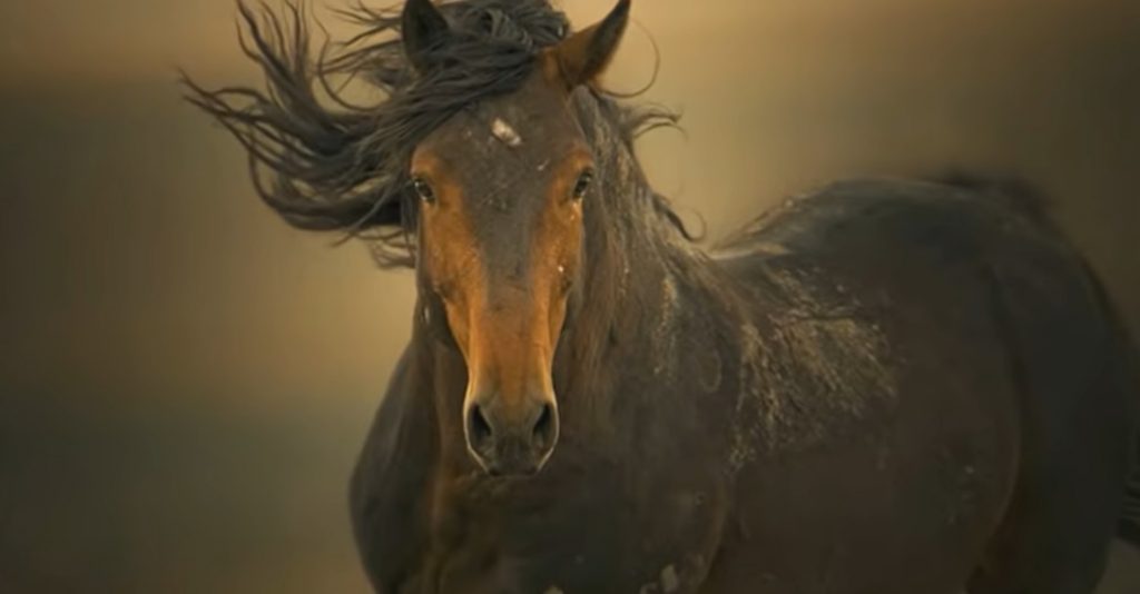 wild Stallion, amazing shot for a wild Stallion, Wild horses, Women photographers, Horse photography, Connection between humans and animals, Conservation efforts, Natural habitat, Emotional connection, Ecosystem, Wildlife, Passion, Adventure, Majestic, Graceful, Transformative, Endurance, Preservation, Essence, Beauty, Power, Bond