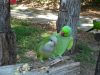 JoJo and Buddy, beloved parrots, parrot companionship, exchanging kisses, amusing squabbles, parrot behavior, rise to fame, internet pets, interspecies communication, entertaining lives, captivating journey.