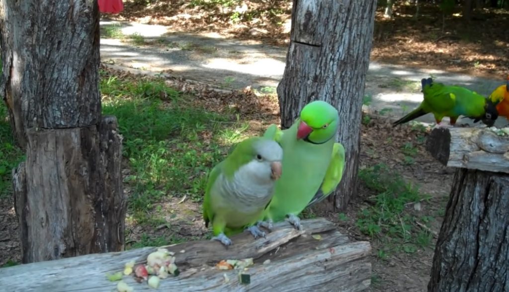 JoJo and Buddy, beloved parrots, parrot companionship, exchanging kisses, amusing squabbles, parrot behavior, rise to fame, internet pets, interspecies communication, entertaining lives, captivating journey.