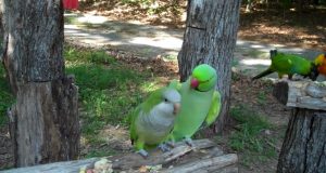 JoJo and Buddy, beloved parrots, parrot companionship, exchanging kisses, amusing squabbles, parrot behavior, rise to fame, internet pets, interspecies communication, entertaining lives, captivating journey.