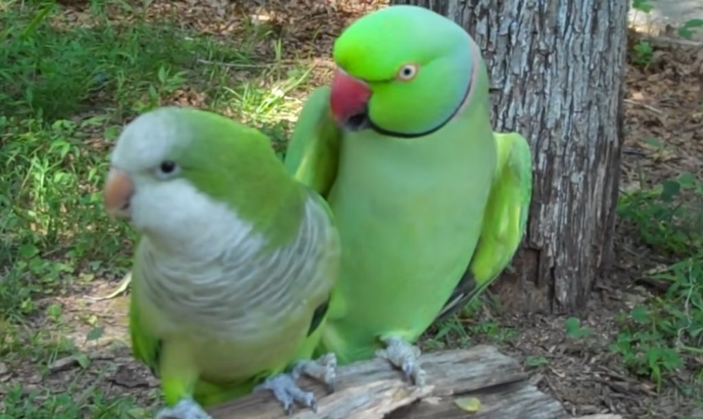 JoJo and Buddy, beloved parrots, parrot companionship, exchanging kisses, amusing squabbles, parrot behavior, rise to fame, internet pets, interspecies communication, entertaining lives, captivating journey.