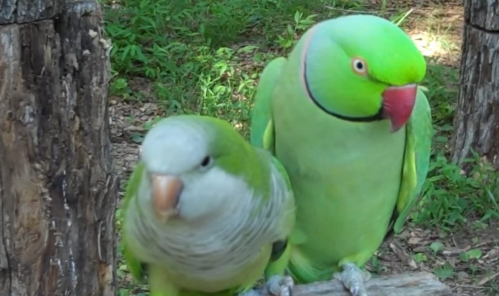 JoJo and Buddy, beloved parrots, parrot companionship, exchanging kisses, amusing squabbles, parrot behavior, rise to fame, internet pets, interspecies communication, entertaining lives, captivating journey.