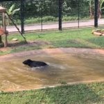 Bear freed from 9 years in ‘torture vest’ sees water for the first time. Now watch what he does…