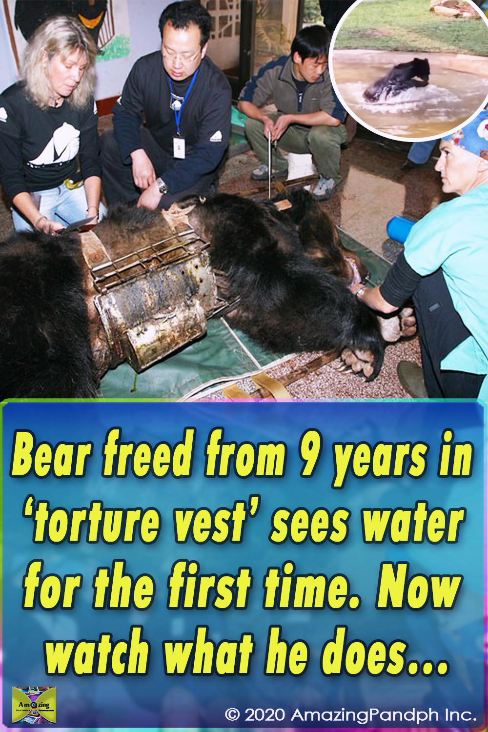Animals Asia, moon bear, bear bile farming, vietnam,bear,animals rescue,rescue,save animals,save,human being