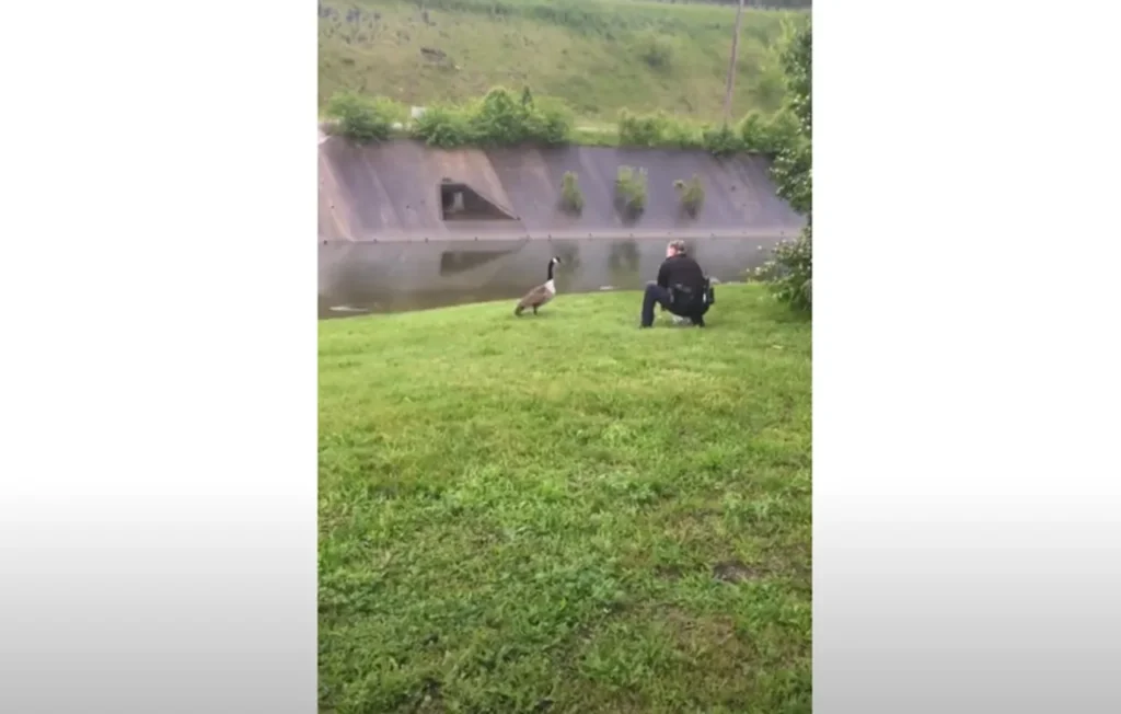 Cincinnati Police Goose Rescue, Wildlife Conservation Police Efforts, Urban Wildlife Protection Stories, Heartwarming Animal Rescue Tales, Police Role in Animal Welfare, Mother Goose Saved by Police, Community Police Wildlife Efforts, Inspiring Police Animal Rescues, Local Heroes Wildlife Protection, Gosling Rescue by Law Enforcement