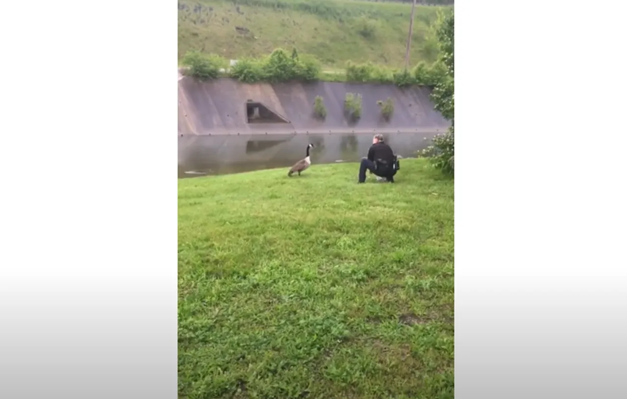 Cincinnati Police Goose Rescue, Wildlife Conservation Police Efforts, Urban Wildlife Protection Stories, Heartwarming Animal Rescue Tales, Police Role in Animal Welfare, Mother Goose Saved by Police, Community Police Wildlife Efforts, Inspiring Police Animal Rescues, Local Heroes Wildlife Protection, Gosling Rescue by Law Enforcement