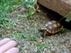 Unique Pets Online, Adorable Pet Videos, Pet Acts Like Dog, Viral Pet Stories, Cute Pets Internet, Unusual Pet Behavior, Pet Responds to Name, Internet Famous Pets, Quirky Pets Viral, Taco the Pet Sensation
