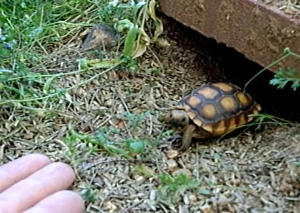 Unique Pets Online, Adorable Pet Videos, Pet Acts Like Dog, Viral Pet Stories, Cute Pets Internet, Unusual Pet Behavior, Pet Responds to Name, Internet Famous Pets, Quirky Pets Viral, Taco the Pet Sensation
