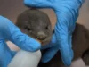 otter rescue, otter rehabilitation, otter reunion, Wildlife Reserves Singapore, ZooToby the otter, animal rescue, animal rehabilitation, animal reunion, wildlife conservation, wildlife protection