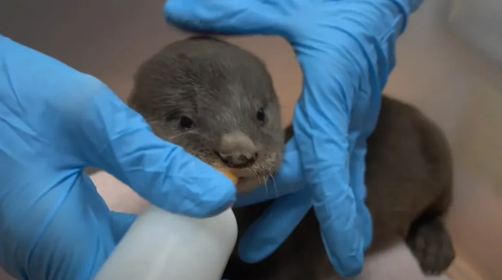 otter rescue, otter rehabilitation, otter reunion, Wildlife Reserves Singapore, ZooToby the otter, animal rescue, animal rehabilitation, animal reunion, wildlife conservation, wildlife protection