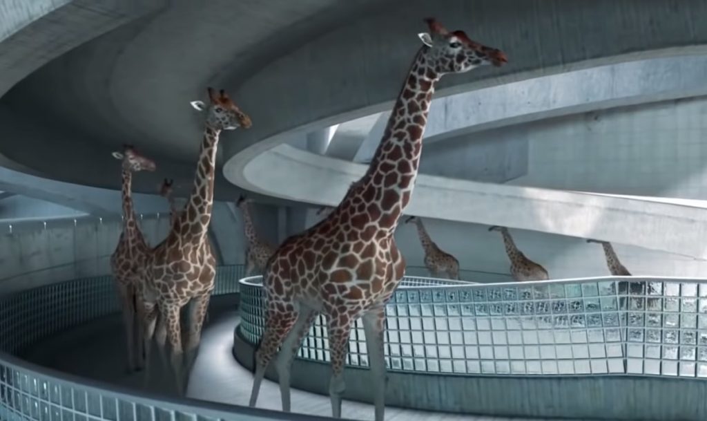 Giraffes, walk,swimming pool,pool,swim,animals,swim,amazing video,best video,viral video,viral post,most viewed,funniest,coolest video,cool