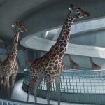 When nobody was watching, these giraffes walked over to a swimming pool and began doing THIS — OMG!
