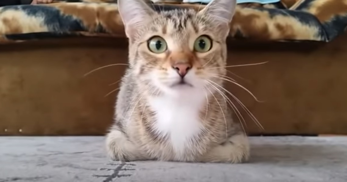 viral, video, epic, cat,animal, horror,film, genre, animal , funny face , funny, cats, dog, comedy, haha, car, bmw, crash,viral video,cutest video,best video,most viewed video