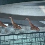 When nobody was watching, these giraffes walked over to a swimming pool and began doing THIS — OMG!