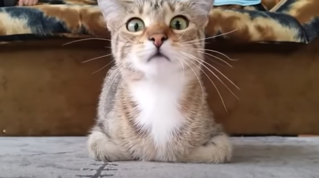 viral, video, epic, cat,animal, horror,film, genre, animal , funny face , funny, cats, dog, comedy, haha, car, bmw, crash,viral video,cutest video,best video,most viewed video