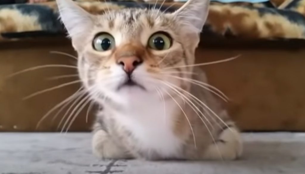 viral, video, epic, cat,animal, horror,film, genre, animal , funny face , funny, cats, dog, comedy, haha, car, bmw, crash,viral video,cutest video,best video,most viewed video