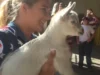 Animal Welfare, Animal Rescue, Pet Animals, Adopt a Pet, Animal Welfare Organizations, Cute Animals, Animal Welfare Shelter, Animal Rescue Group, Pet Boarding, Pet Supplies.