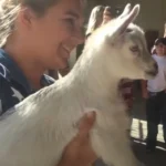 Mama Goat Was Devastated When Her Baby Was Stolen. Now Watch The Moment She Sees Him Again…