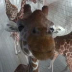 High Diving Giraffes A Whimsical Animated Triumph.jpg