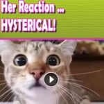 Kitty Is Watching