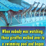 When nobody was watching, these giraffes walked over to a swimming pool and began doing THIS — OMG!