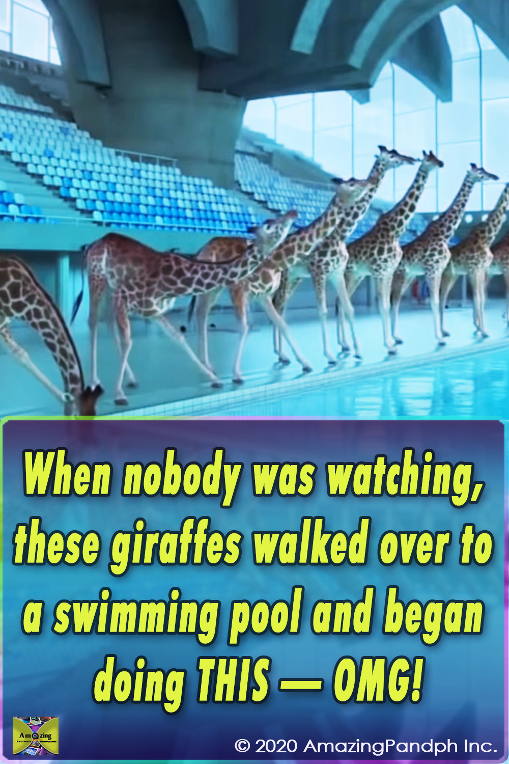Giraffes, walk,swimming pool,pool,swim,animals,swim,amazing video,best video,viral video,viral post,most viewed,funniest,coolest video,cool
