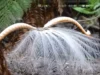 Australian Lyrebirds, Lyrebird Mimicry, Lyrebird Vocal Abilities, Lyre-shaped Tail Plumes, Nature's Mimics, Lyrebird Courtship Display, Lyrebirds in the Wild, Conservation of Lyrebirds, Lyrebirds and Ecosystem, Unique Bird Species Australia