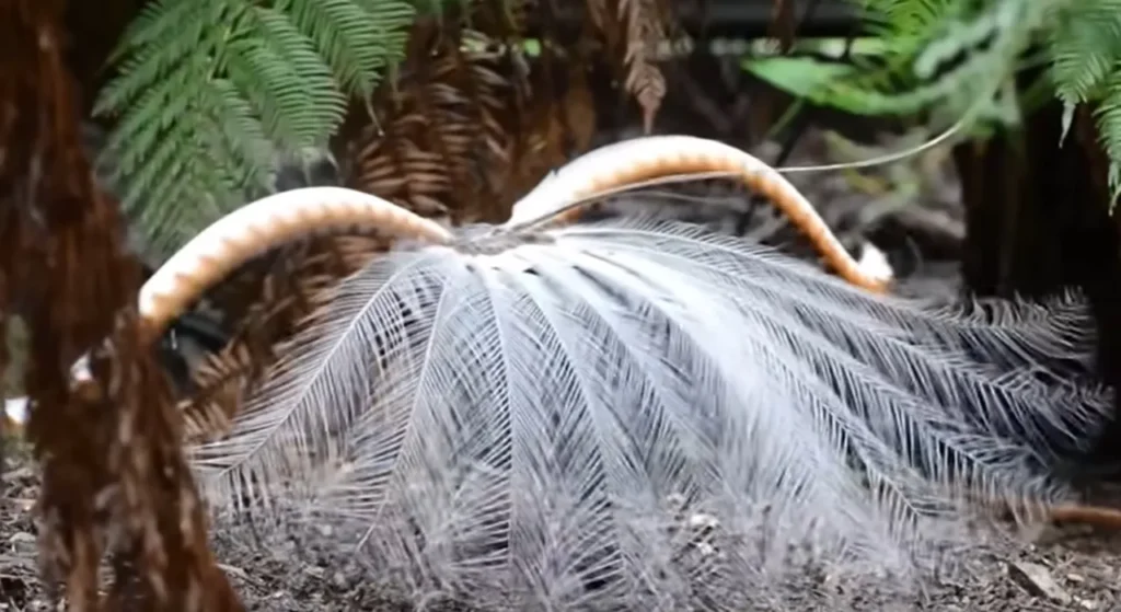 Australian Lyrebirds, Lyrebird Mimicry, Lyrebird Vocal Abilities, Lyre-shaped Tail Plumes, Nature's Mimics, Lyrebird Courtship Display, Lyrebirds in the Wild, Conservation of Lyrebirds, Lyrebirds and Ecosystem, Unique Bird Species Australia